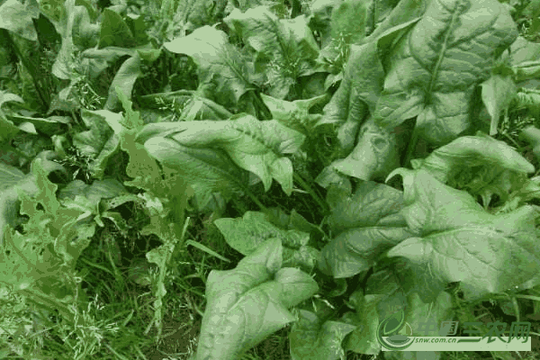 大叶菠菜的采种技术(大叶菠菜的采种技术要点)